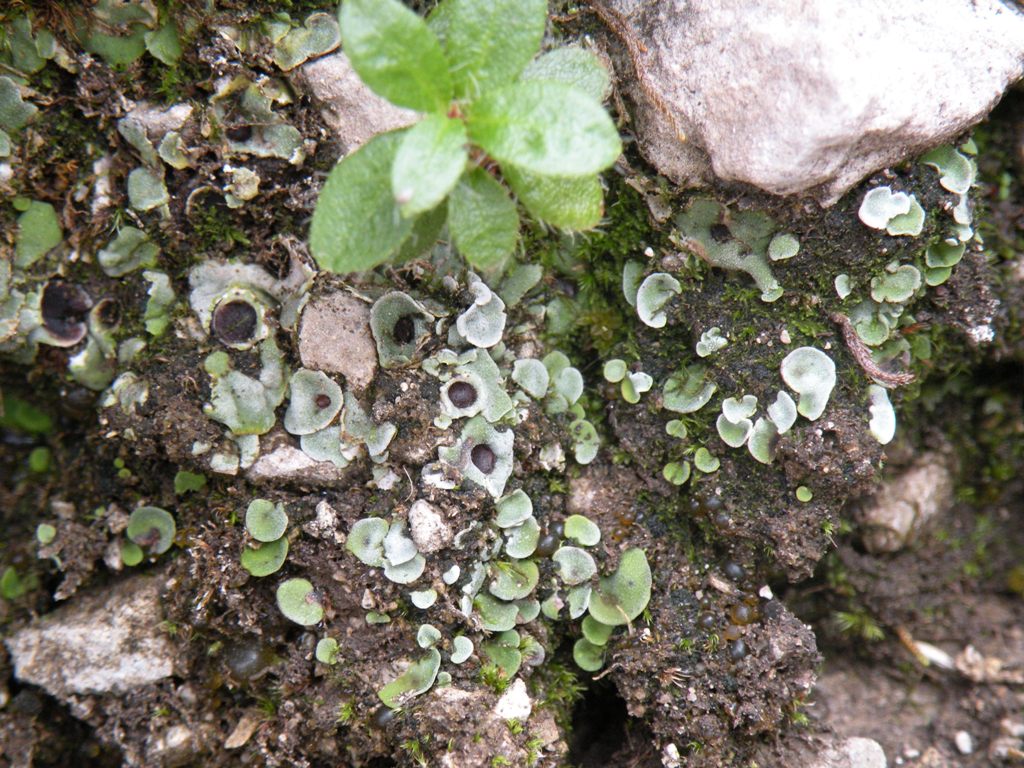 Licheni sul Pizzo Camino
